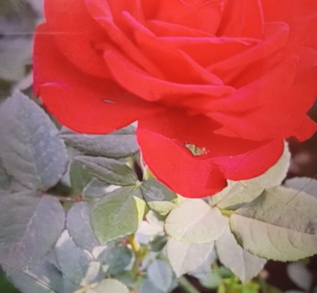 Swedish massage by professional masseuses