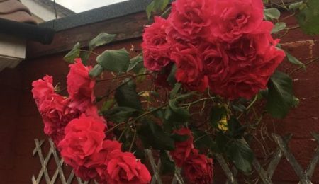 Professional Massage Service From Experienced Thai Lady In Thetford