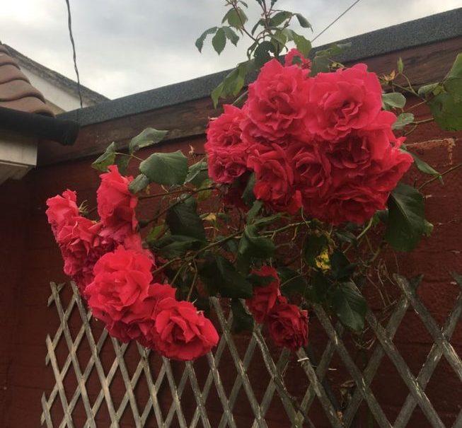 Professional Massage Service From Experienced Thai Lady In Thetford