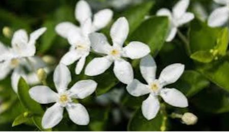 Solihull Massage by Jasmine M42 J4