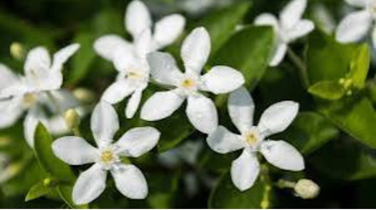 Solihull Massage by Jasmine M42 J4